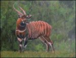 Bongo Antelope (image for) Bongo Antelope